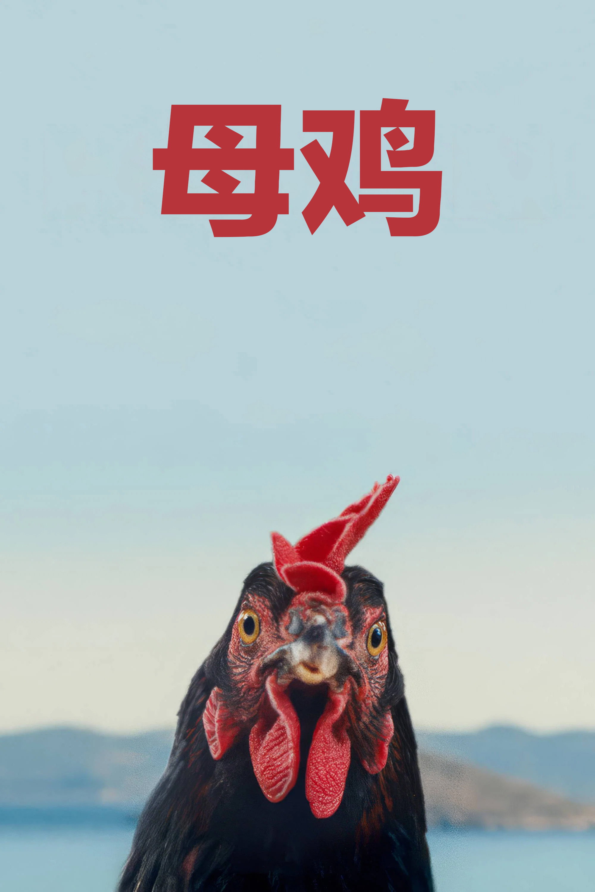 母鸡